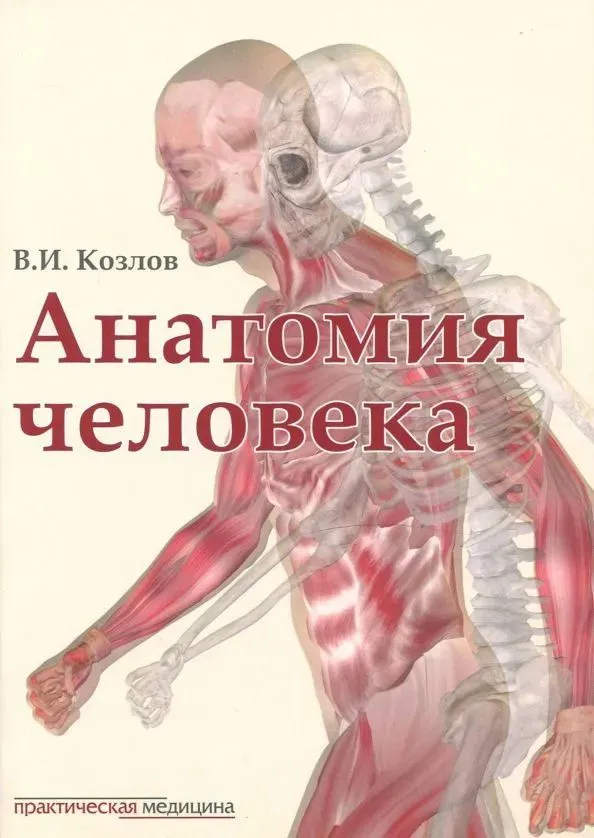 Анатомия человека